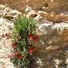 Blumen 1
