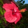 Blumen 2