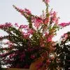 Blumen 3