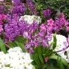 Blumen 4