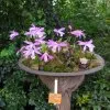 Blumen 5