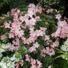 Blumen 6