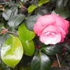 Blumen 8