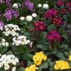 Blumen 9