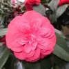 Blumen 10