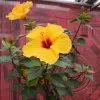 Blumen 11