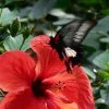 Blumen 12