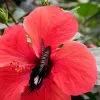 Blumen 13