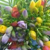 Blumen 15