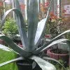 Blumen 17