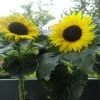 Blumen 18