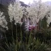 Blumen 19