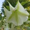 Blumen 20