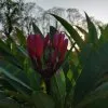 Blumen 21