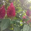 Blumen 24