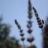 Blumen 25