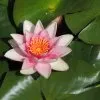 Blumen