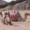 Tiere 3