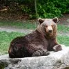 Tiere 5