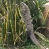 Tiere 16