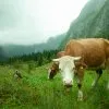 Tiere 18