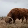 Tiere 19