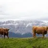 Tiere 21