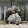 Tiere 26
