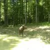 Tiere 25