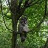 Tiere 1